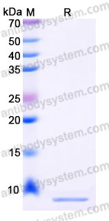 Recombinant Human INSL4 Protein, C-His