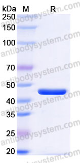 Recombinant Human INPP5A Protein, C-His