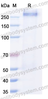 Recombinant Human CHD4 Protein, C-His