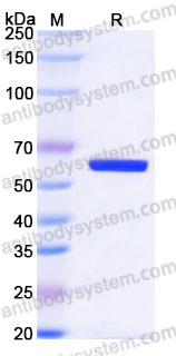 Recombinant Human RAGE/AGER Protein, C-His