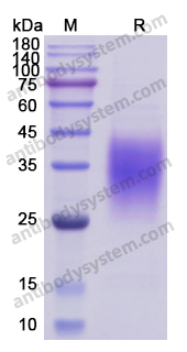 Recombinant Human CD279/PDCD1/PD1 Protein, C-His