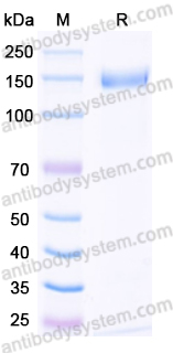 SDS-PAGE for Recombinant Human ERBB4/Her4 Protein, N-Fc ?>
