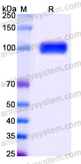 Recombinant Human ERBB4/Her4 Protein, C-His