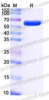 Recombinant Human ANGPT1 Protein, N-Fc