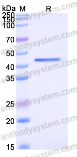 Recombinant Human CHI3L2 Protein, C-His