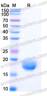 Recombinant Human MOG Protein, C-His
