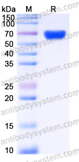 Recombinant Human IZUMO4 Protein, C-Fc
