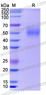Recombinant Human MICA Protein, C-His