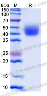 Recombinant Human MICA*009:02 Protein, C-His
