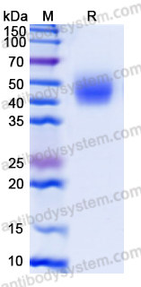 Recombinant Human MICA*016 Protein, C-His