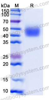 Recombinant Human MICA*018 Protein, C-His