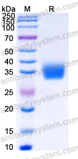 Recombinant Human CEACAM21 Protein, C-His