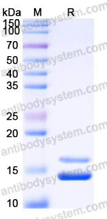 Recombinant Human NRN1L Protein, C-His