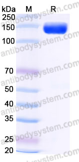 Recombinant Human CDON Protein, C-His