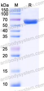 Recombinant Human IGSF11 Protein, C-Fc