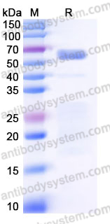 Recombinant Human MUC17 Protein, C-Fc