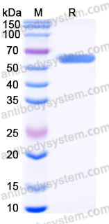 Recombinant Human CD305/LAIR1 Protein, C-mFc