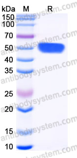 Recombinant Human CD306/LAIR2 Protein, C-Fc