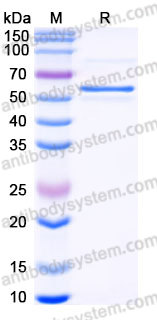 Recombinant Human ANGPTL8 Protein, N-Fc