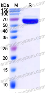 Recombinant Human IL20RB Protein, C-Fc