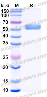 Recombinant Human CD272/BTLA Protein, C-Fc