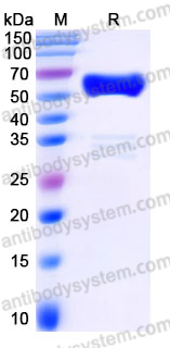 Recombinant Human CD272/BTLA Protein, C-mFc