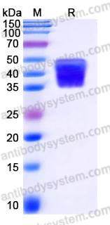 Recombinant Human CD301/CLEC10A Protein, C-His