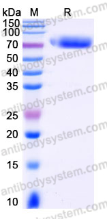 Recombinant Human CD85h/LILRA2 Protein, C-His