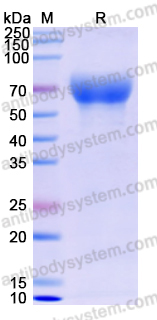 Recombinant Human CD85d/LILRB2/ILT4 Protein, C-His