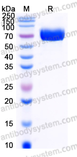 Recombinant Human CD85d/LILRB2/ILT4 Protein, C-His