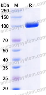 Recombinant Human CD85d/LILRB2/ILT4 Protein, C-Fc