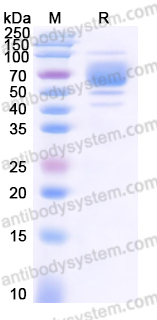 Recombinant Human CD85e/LILRA3 Protein, C-His