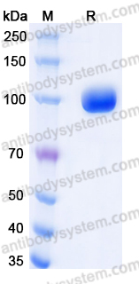 Recombinant Human CD85e/LILRA3 Protein, C-Fc