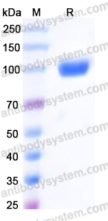 Recombinant Human CD85j/LILRB1/ILT2 Protein, C-mFc