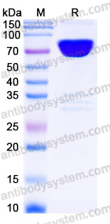Recombinant Human CD99L2 Protein, C-Fc