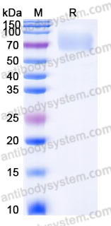 Recombinant Human CD200R1/OX2R Protein, C-Fc