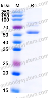 Recombinant Human CD366/HAVCR2/TIM-3 Protein, C-mFc