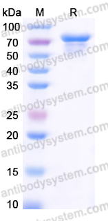 Recombinant Human CD366/HAVCR2/TIM-3 Protein, C-Fc-His