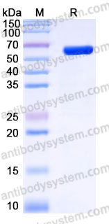 Recombinant Human CD303/CLEC4C Protein, N-Fc
