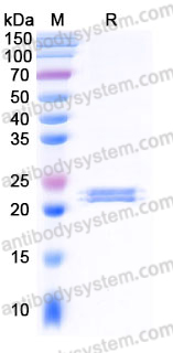Recombinant Human FAM3C Protein, C-His