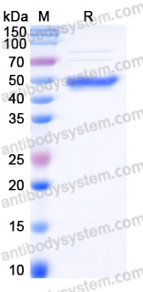 Recombinant Human CD270/TNFRSF14/HVEM Protein, C-Fc