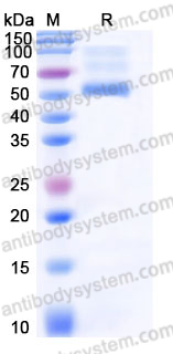 Recombinant Human CD270/TNFRSF14/HVEM Protein, C-mFc