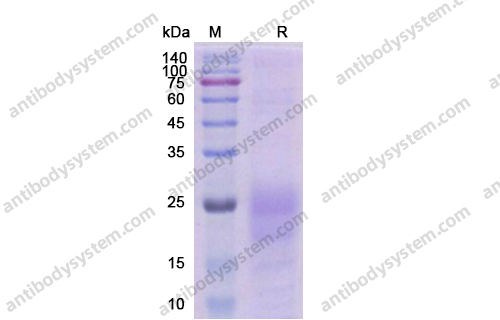 Recombinant Human TSLP Protein, C-His