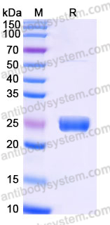 Recombinant Human FAM3D Protein, C-His