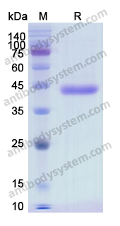 Recombinant Human NECTIN4/PVRL4 Protein, C-His