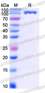 Recombinant Human CD114/CSF3R Protein, C-Fc