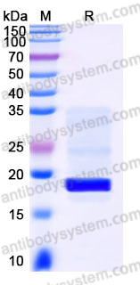 Recombinant Human HBEGF Protein, C-His