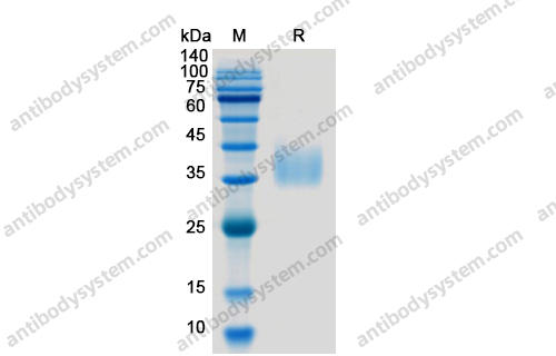 Recombinant Human CD273/PD-L2/PDCD1LG2 Protein, C-His