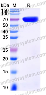 Recombinant Human CD273/PD-L2/PDCD1LG2 Protein, C-mFc
