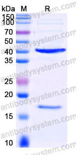 Recombinant Human SPON2/Mindin Protein, C-His